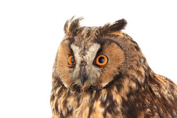 portrait owl