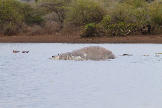 Dead hippo on Kruger lake