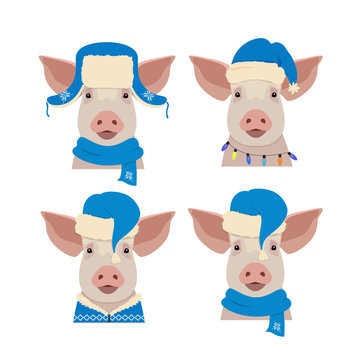 Vector pig head in winter blue new year clothing