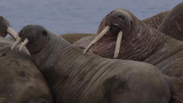 Slow motion - Close on walrus faces on arctic beach