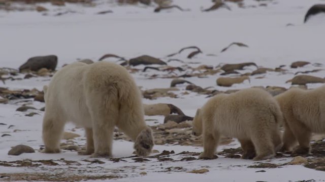 Polar bear family show their butts as they walk away over snowy rocks