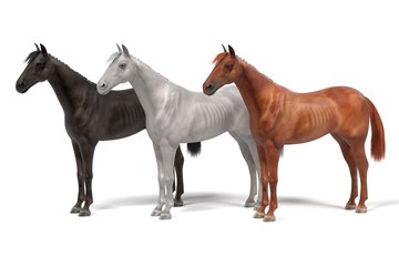 realistic 3d render of horses