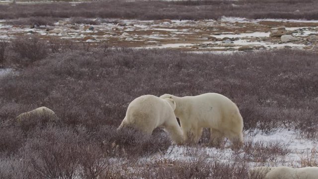 Slow motion - four polar bears and three play in willows