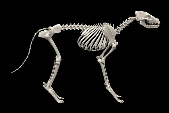 realistic 3d render of dog skeleton