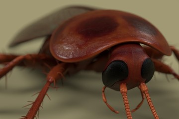 realistic 3d render of periplaneta americana