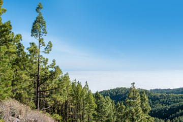 Obraz premium Forest, tree and blue sky landscape