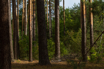 Beautiful panorama of pine forest with summer day. Coniferous trees. Sustainable ecosystem