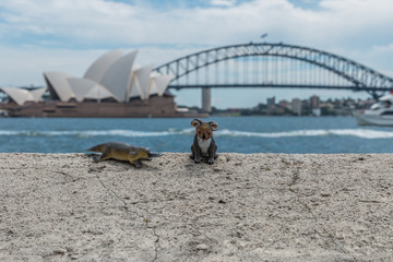 koala bear mascot, sydney © Torsten Pursche