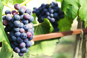 Ripe tasty grapes cluster, closeup