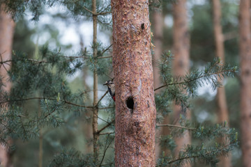 Great spotted woodpecker feeding his chicken 