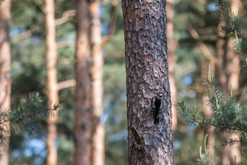 Great spotted woodpecker feeding his chicken 