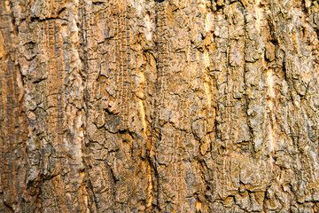 Bark Texture