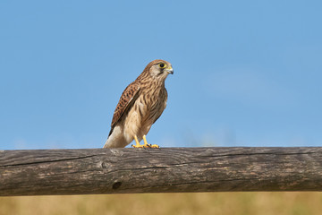 Turmfalke im Ansitz auf einem Zaun mit Blick zur rechten Seite