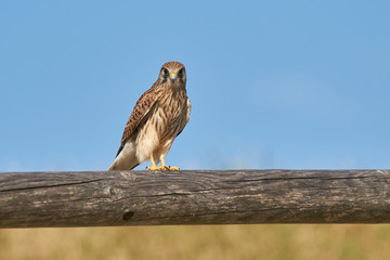 Turmfalke im Ansitz auf einem Zaun mit Blick nach vorne