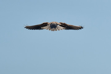 Turmfalke im Rüttelflug von hinten