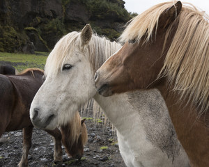 Naklejka premium Icelandic horses, or ponies, Porsmork.