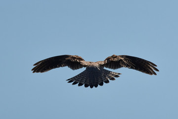 Turmfalke im Rüttelflug von hinten