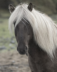 Palomino Icelandic horses, or ponies, Porsmork.