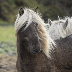 Palomino Icelandic horses, or ponies, Porsmork.