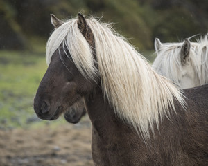 Obraz na płótnie Canvas Palomino Icelandic horses, or ponies, Porsmork.