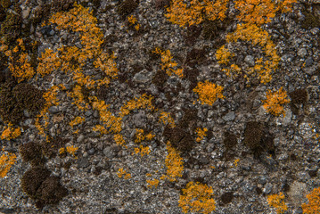 Orange lichens on cement Videy Island, near Reykjavik, Iceland
