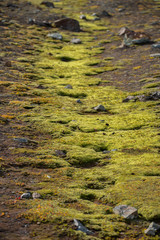 Mossy slope lit by the afternoon sunshine mear Landmannalaugar,