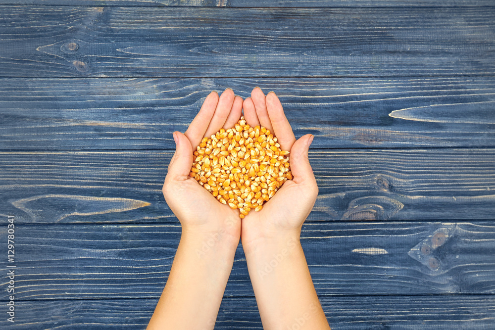 Canvas Prints female hands holding corn seeds on blue wooden background