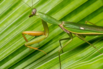 Giant Malaysian shield praying mantis (Rhombodera Basalis) resting on a tree