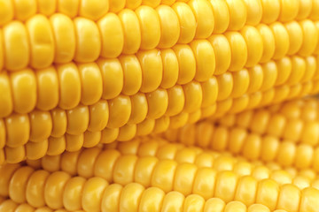Closeup of sweet ripe corn