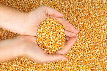 Female hands holding corn seeds, closeup