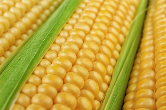 Closeup of sweet ripe corn