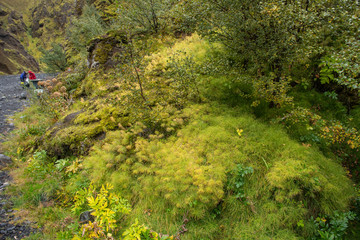 Horsetail in a birchwood, Iceland