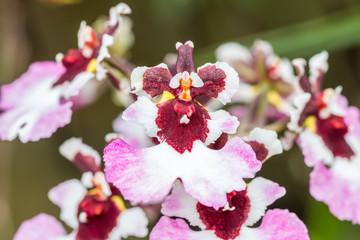 Pink Oncidium orchid.