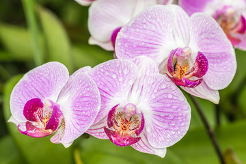 Naklejka na ściany i meble Close up of pink (purple) orchid, Phalaenopsis.
