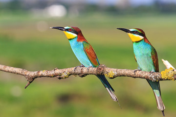 colored couple European bee-eater sitting on a branch   green background