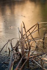 Reed scenery on lake
