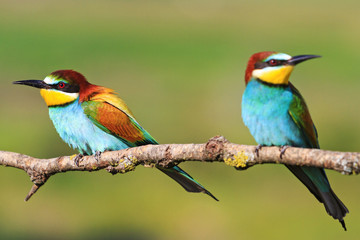 couple colored bird with beautiful feathers sitting on a branch