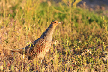 partridge hiding from hunters on the sidelines