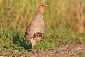 gray partridge is on the road between wheat crops
