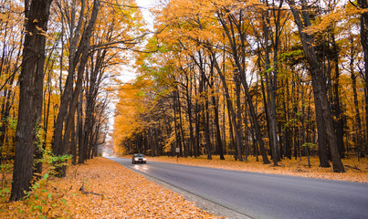 car crossing beautiful tunnel of trees in autumn season