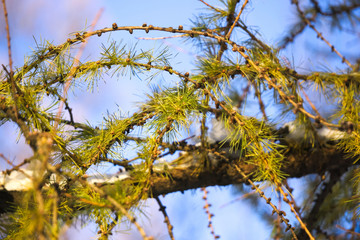 ветви лиственницы с пожелтевшей неопавшей листвой зимой на фоне неба