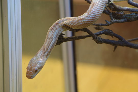 Couleuvre Elaphe Gutt albinos