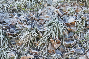 mit Raureif überzogenes verfärbtes Herbstlaub, Wiese