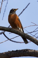 American Robin Vertical