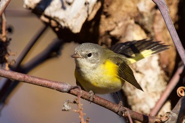 American Redstart