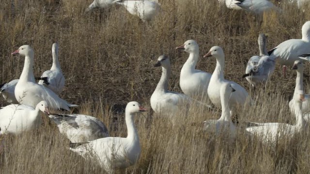 Snow Goose Squabble in Marsh Grass