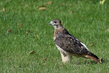 Red-tailed Hawk in Field