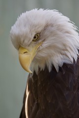 Bald Eagle Portrait