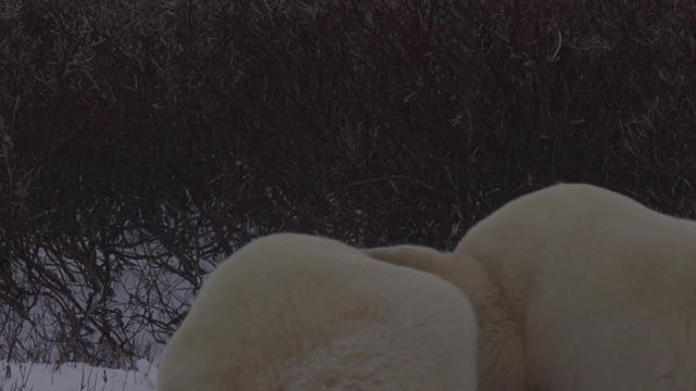 Slow motion - Close on two polar bears wrestling in willows