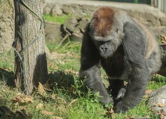 Naklejka premium Large male captive gorilla